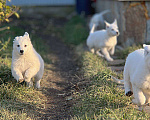 Собаки в Екатеринбурге: Щенок белой Швейцарской овчарки девочка Д/Ш Девочка, 50 000 руб. - фото 1