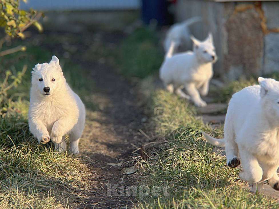 Собаки в Екатеринбурге: Щенок белой Швейцарской овчарки девочка Д/Ш Девочка, 50 000 руб. - фото 1