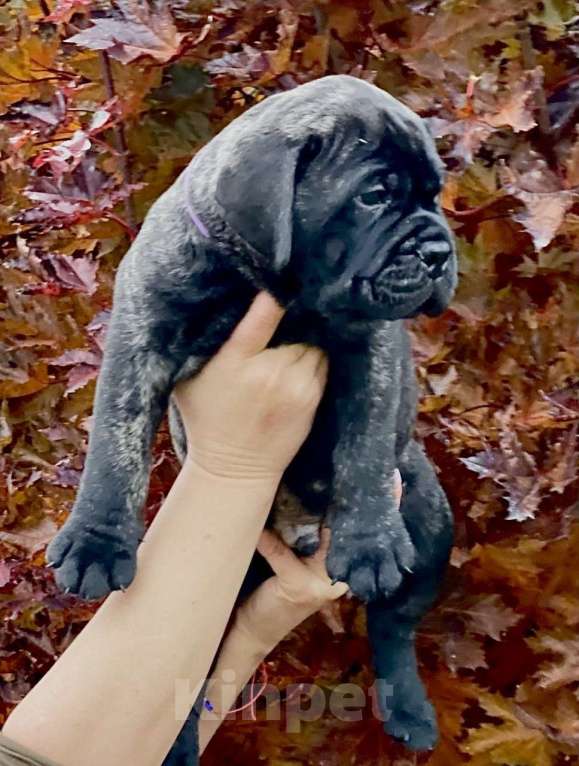 Собаки в других городах Московской области: Питомник бульмастифов Glorious Legacy  Мальчик, Бесплатно - фото 4