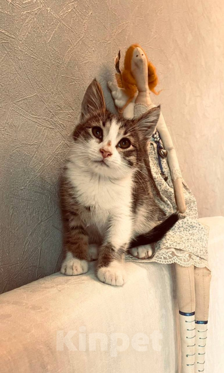 Кошки в Москве: Котенлк Арсений ищет дом Мальчик, Бесплатно - фото 3
