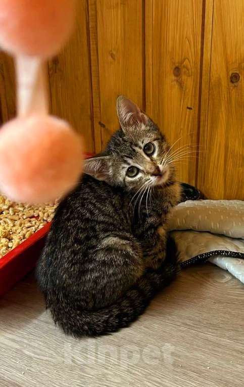 Кошки в Санкт-Петербурге: Малышка Ника ищет дом !  Девочка, Бесплатно - фото 5