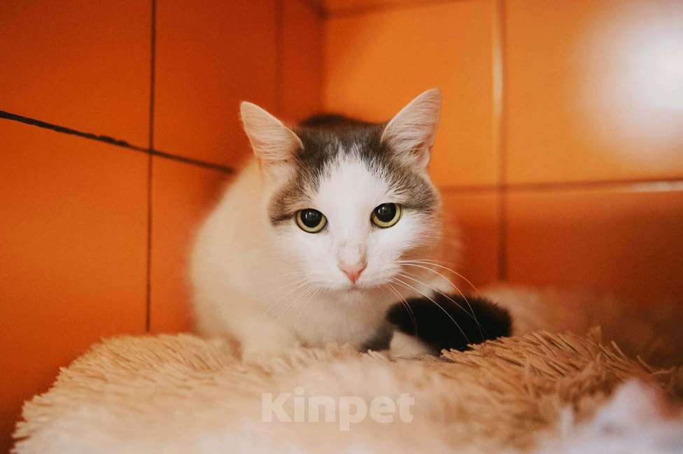 Кошки в Москве: Скромник Юнга в поисках счастья! Мальчик, Бесплатно - фото 2