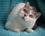 Кошки в Магнитогорске: Ofelia Marshmallow  Девочка, 5 000 руб. - фото 2