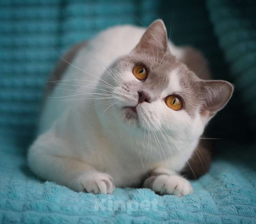 Кошки в Магнитогорске: Ofelia Marshmallow  Девочка, Бесплатно - фото 2