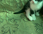 Кошки в Магнитогорске: Котята бесплатно Девочка, Бесплатно - фото 5