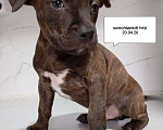 Собаки в других городах Московской области: Америкакнский питбультерьер . Мальчик. Мальчик, 35 000 руб. - фото 2