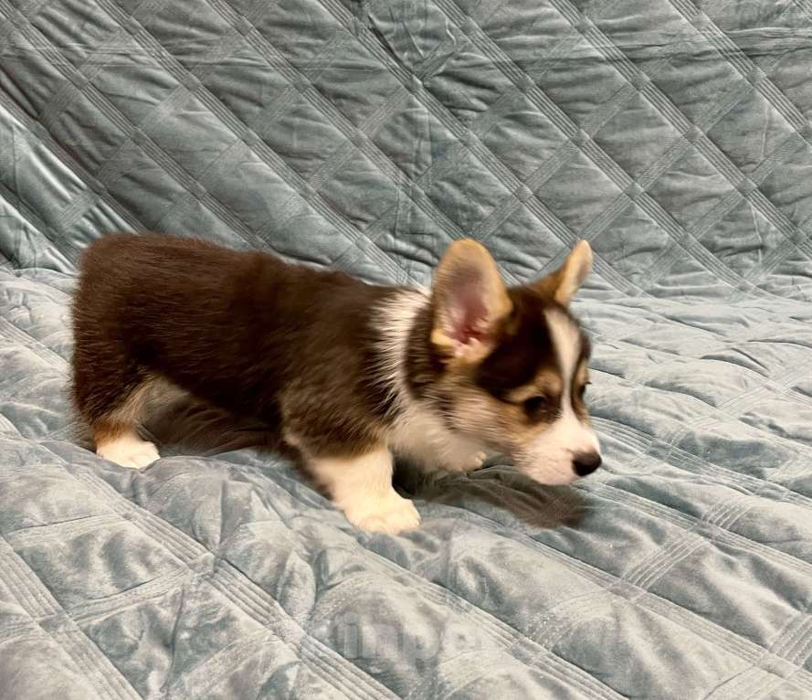 Собаки в других городах Московской области: Мальчик 4 Мальчик, 50 000 руб. - фото 6