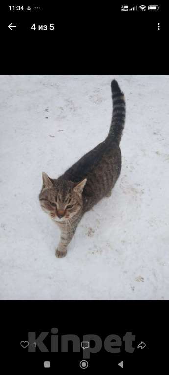 Кошки в других городах Челябинской области: Пропал кот.  Мальчик, 3 000 руб. - фото 1