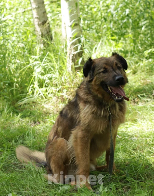 Собаки в Ногинске: Рыже-лохматое солнышко Нильс ищет дом Мальчик, Бесплатно - фото 3