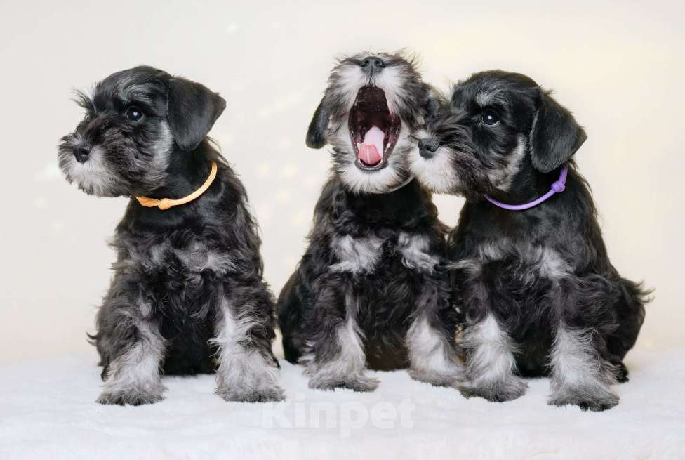 Собаки в Новосибирске: Щенки цвергшнауцера Девочка, 55 000 руб. - фото 5