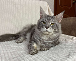 Кошки в Дмитрове: Голубой серебристый мраморный кот мейн кун Dimash Мальчик, 10 000 руб. - фото 2