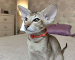 Кошки в Балашихе: Ориентальная кошечка Дорис Девочка, 95 000 руб. - фото 4
