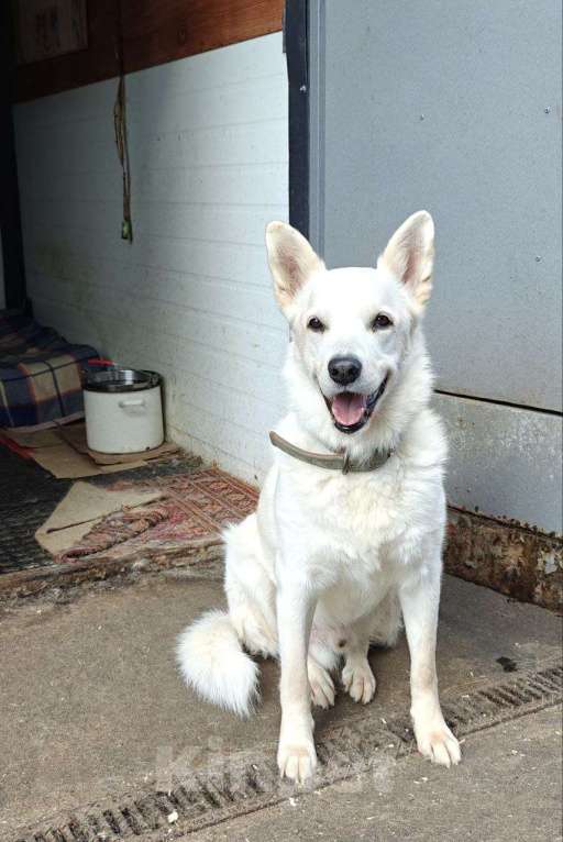 Собаки в Москве: Рекс ищет дом за городом  Мальчик, Бесплатно - фото 2