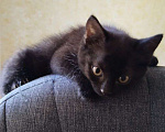 Кошки в Новоаннинском: Котёнок ищет добрые руки 🐈 Девочка, Бесплатно - фото 2