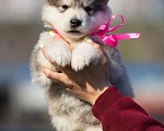 Собаки в Владивостоке: Щенок аляскинский маламут Девочка, 70 000 руб. - фото 2