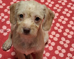 Собаки в других городах Московской области: Чихо-пу мальчик 2,5 мес Мальчик, 12 000 руб. - фото 1