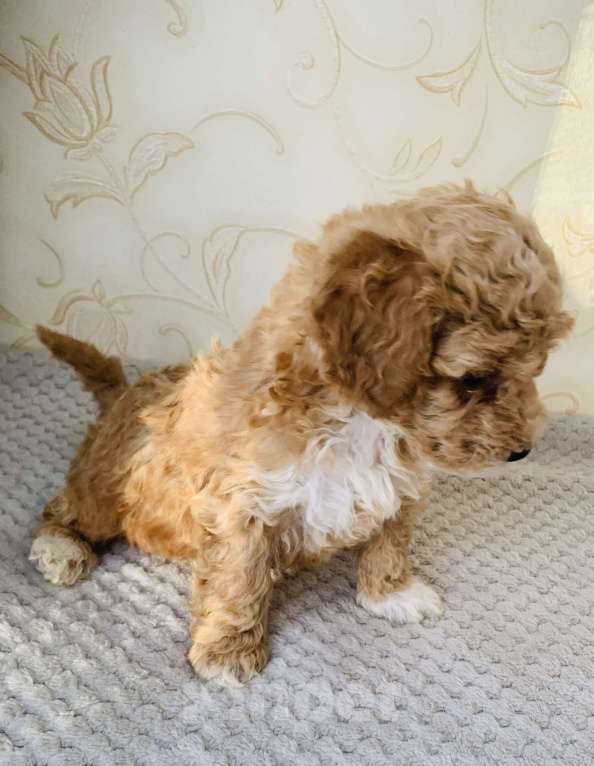 Собаки в Брянске: Малыш мальтипу f1 Мальчик, 120 000 руб. - фото 3