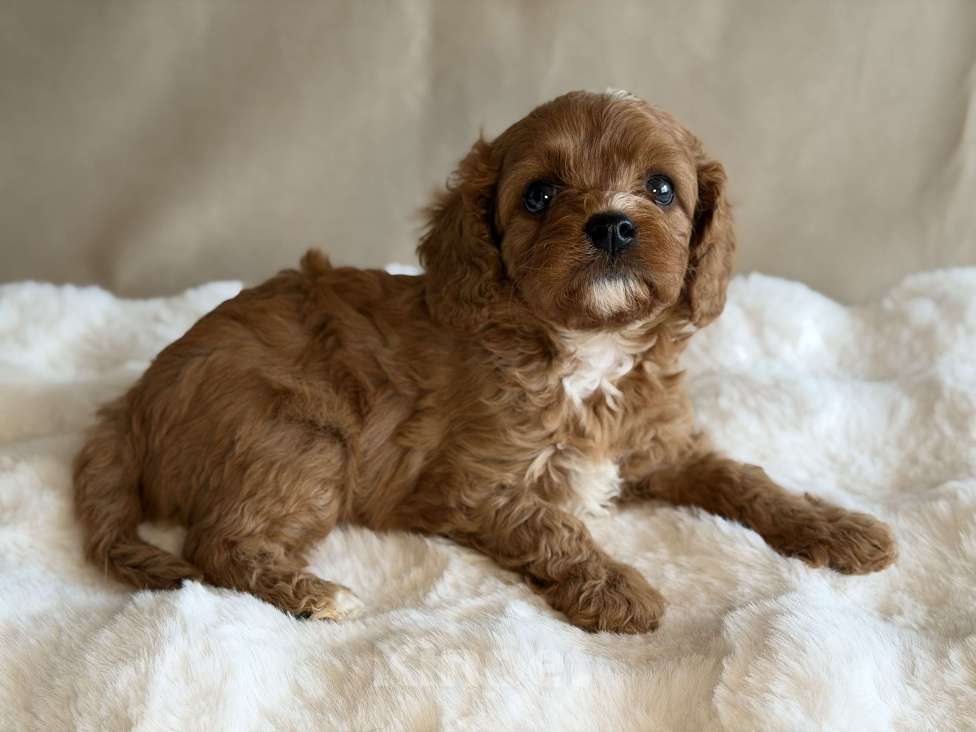 Собаки в Москве: Девочка Кавапу Девочка, 70 000 руб. - фото 4