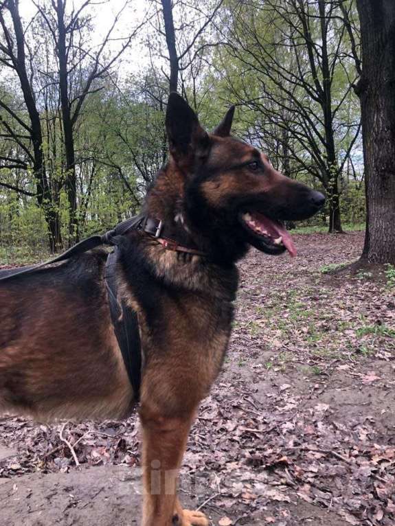 Собаки в Москве: Красавец Бард Мальчик, Бесплатно - фото 4