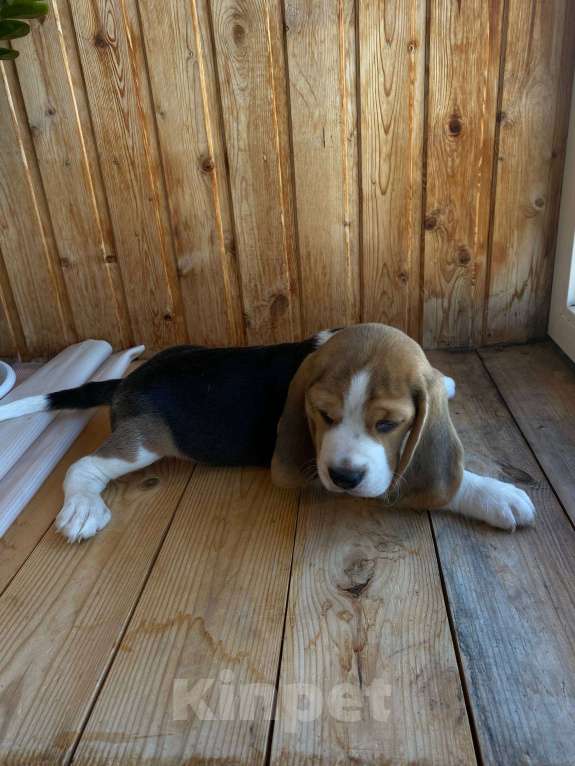 Собаки в Нижнем Новгороде: Бигль мальчик ищет любящего и заботливого хозяина Мальчик, 50 000 руб. - фото 3