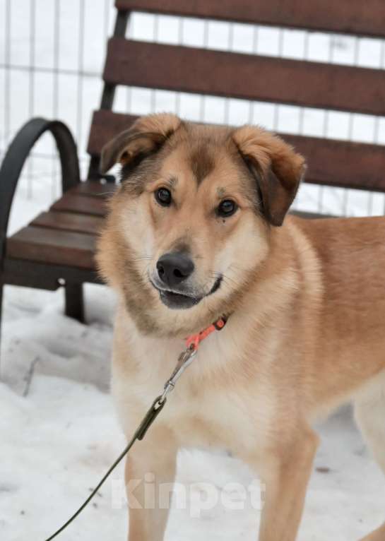 Собаки в Красногорске: Яркий Степка, метис лайки, 10 месяцев  Мальчик, 10 руб. - фото 3