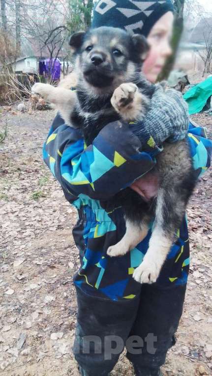 Собаки в Химках: Отдам в добрые руки щенков породы Мальчик, Бесплатно - фото 6