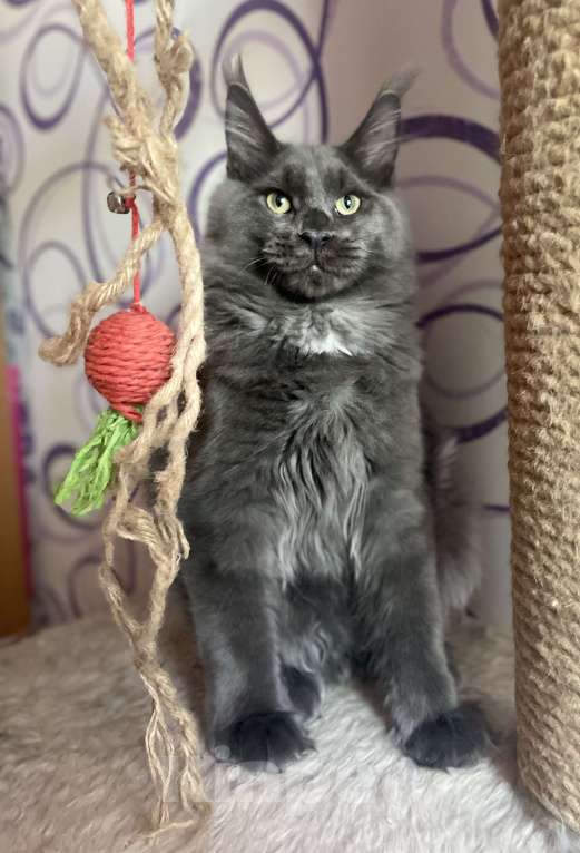 Кошки в Чайковском: кот мейн кун  MCO окрас - Имхо as 09 голубой дымчатый с белым.  Мальчик, 55 000 руб. - фото 4