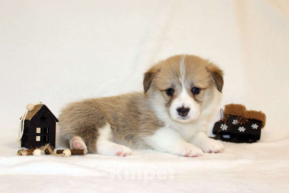 Собаки в Кемерово: Щенки вельш корги пемброк, мальчики Мальчик, 80 000 руб. - фото 6