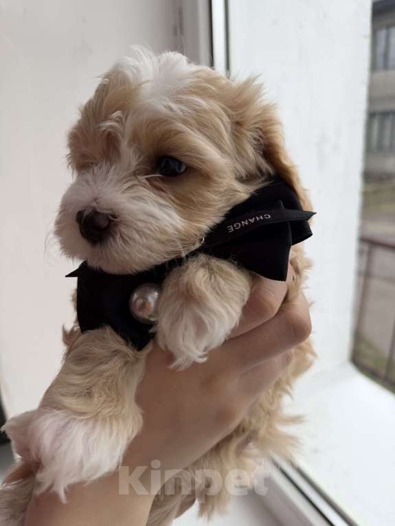 Собаки в Иваново: Той-пудель мальчик Мальчик, 90 000 руб. - фото 10