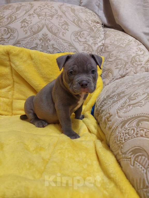 Собаки в других городах Московской области: Щенки Американские булли  Мальчик, 85 000 руб. - фото 3