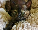 Кошки в Санкт-Петербурге: котенок Девочка, Бесплатно - фото 3