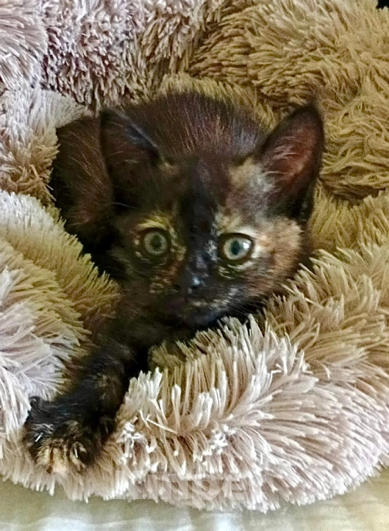 Кошки в Санкт-Петербурге: котенок Девочка, Бесплатно - фото 3