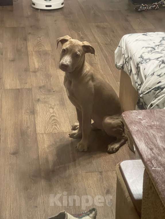 Собаки в Ростове-на-Дону: Продам щенка питбуль  Мальчик, 20 000 руб. - фото 2