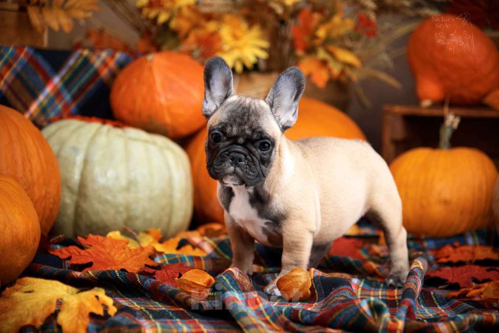 Собаки в Ростове-на-Дону: Готова к переезду.  Девочка, 50 000 руб. - фото 3