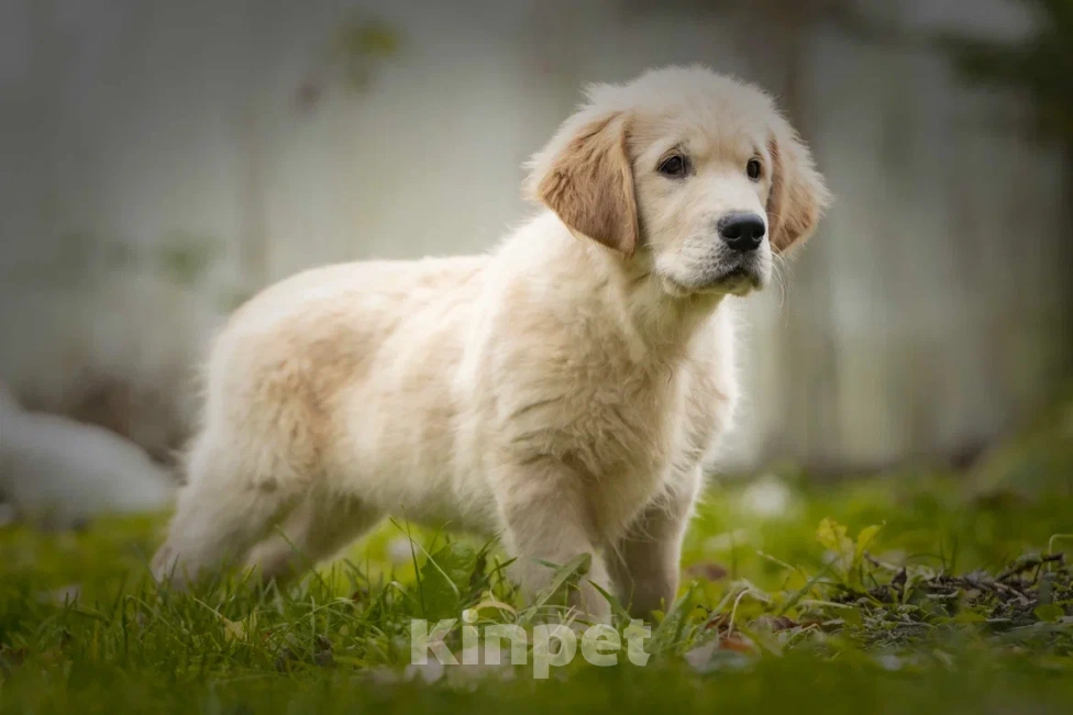 Собаки в Москве: Щенки Золотистого ретривера Мальчик, 120 000 руб. - фото 1