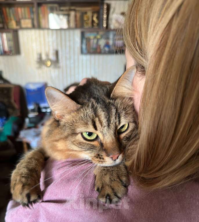 Кошки в Москве: Кот Васька потерял хозяйку Мальчик, Бесплатно - фото 2