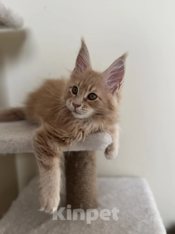 Кошки в Верхнем Салде: Роскошный котенок Мейн-кун с отличными породными данными (Шоу-класс) Мальчик, 60 000 руб. - фото 8