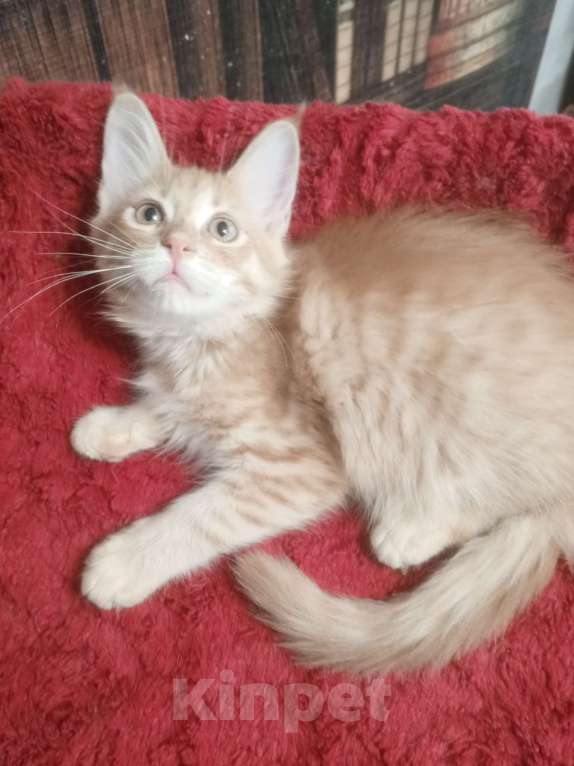Кошки в Москве: пушистое счастье Мальчик, 20 000 руб. - фото 3