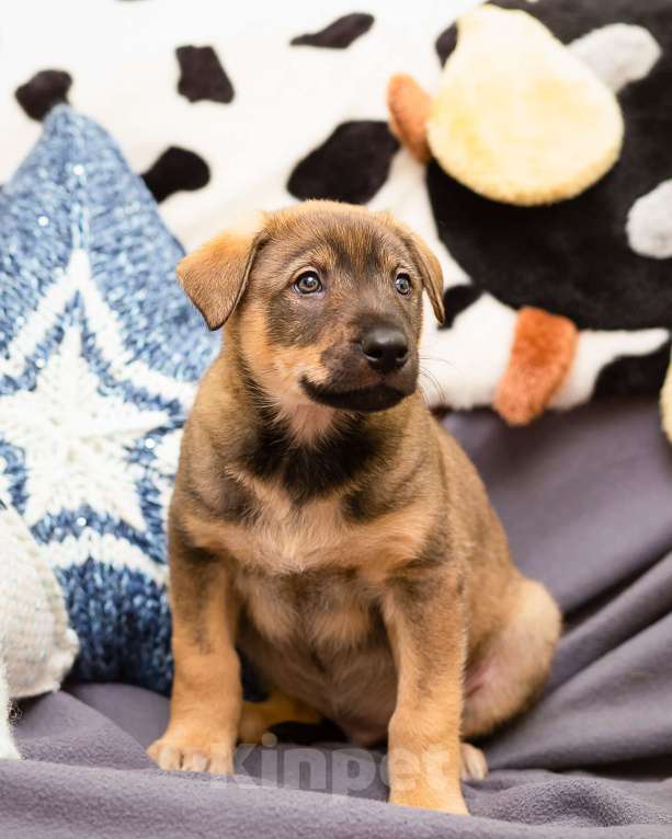 Собаки в других городах Ленинградской области: Щенки в добрые руки  Мальчик, Бесплатно - фото 2