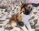 Кошки в других городах Новосибирской области: Котёнок Мейн-кун  Девочка, 18 000 руб. - фото 1