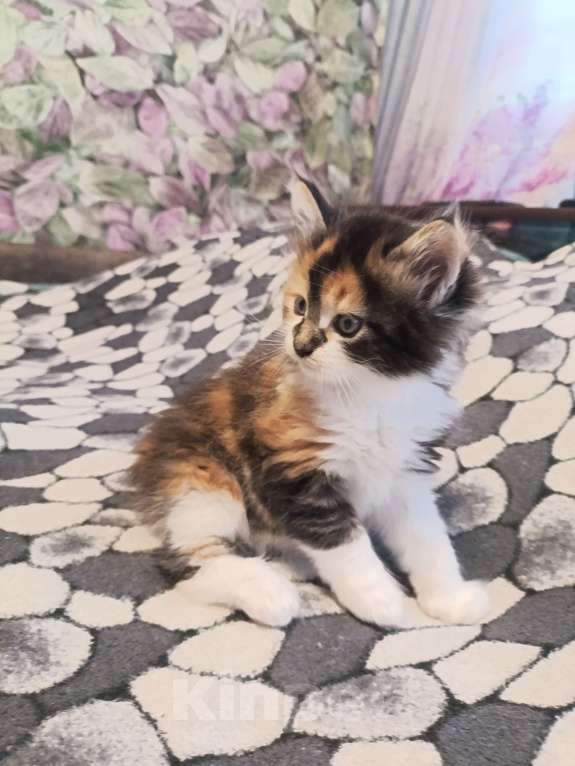 Кошки в других городах Новосибирской области: Котёнок Мейн-кун  Девочка, 18 000 руб. - фото 1