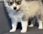 Собаки в Санкт-Петербурге: Мальчик помски Мальчик, 60 000 руб. - фото 4