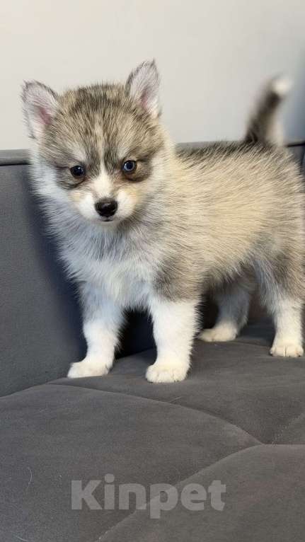 Собаки в Санкт-Петербурге: Мальчик помски Мальчик, 60 000 руб. - фото 4