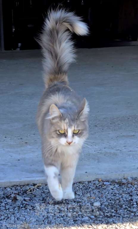 Кошки в Семикаракорске: Метис МЕЙН-КУН и СИБИРСКОЙ  Девочка, Бесплатно - фото 4