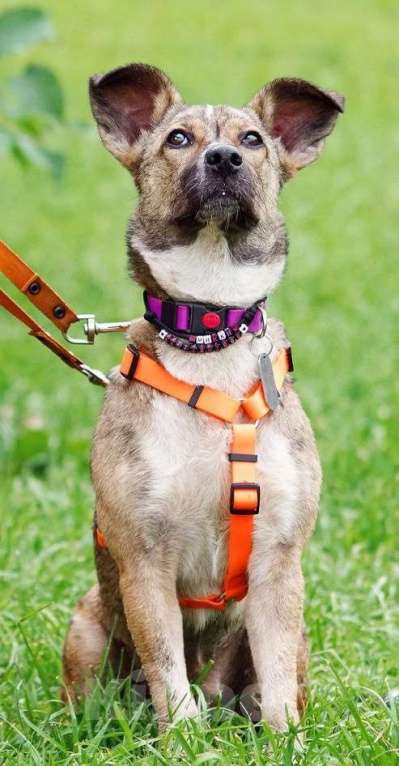 Собаки в Москве: Микки ищет заботливую семью Девочка, Бесплатно - фото 6