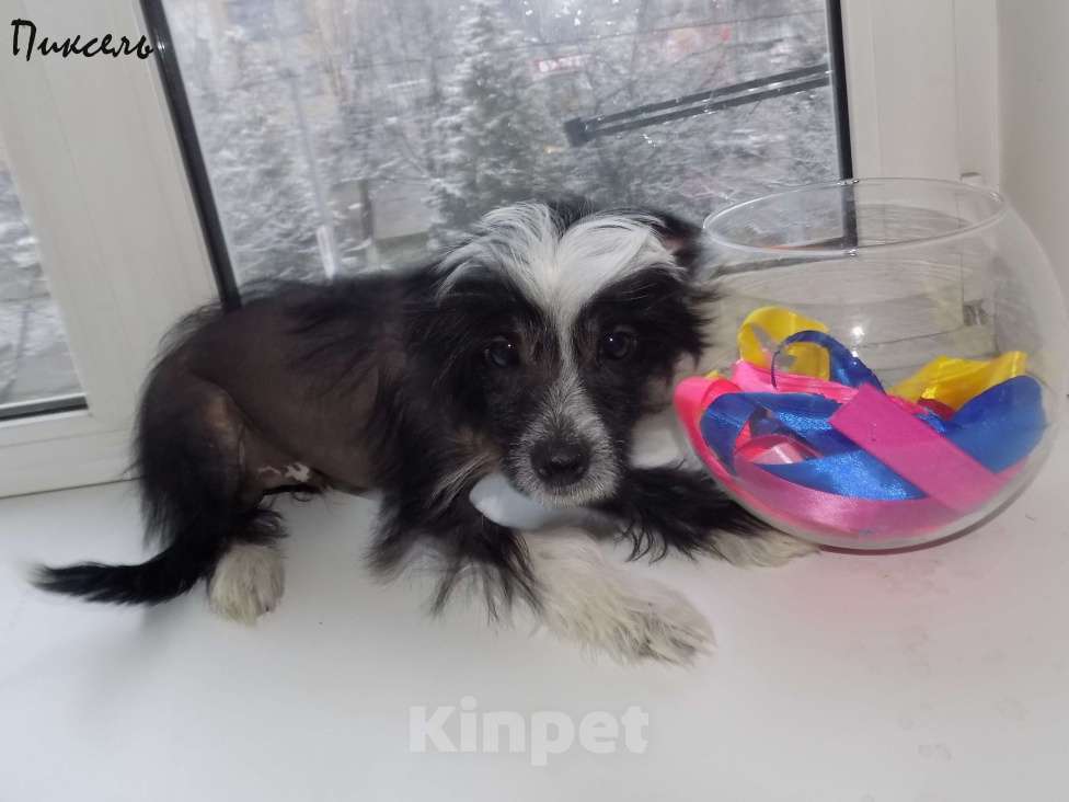 Собаки в Москве: Китайская хохлатая собака Мальчик, 35 000 руб. - фото 4