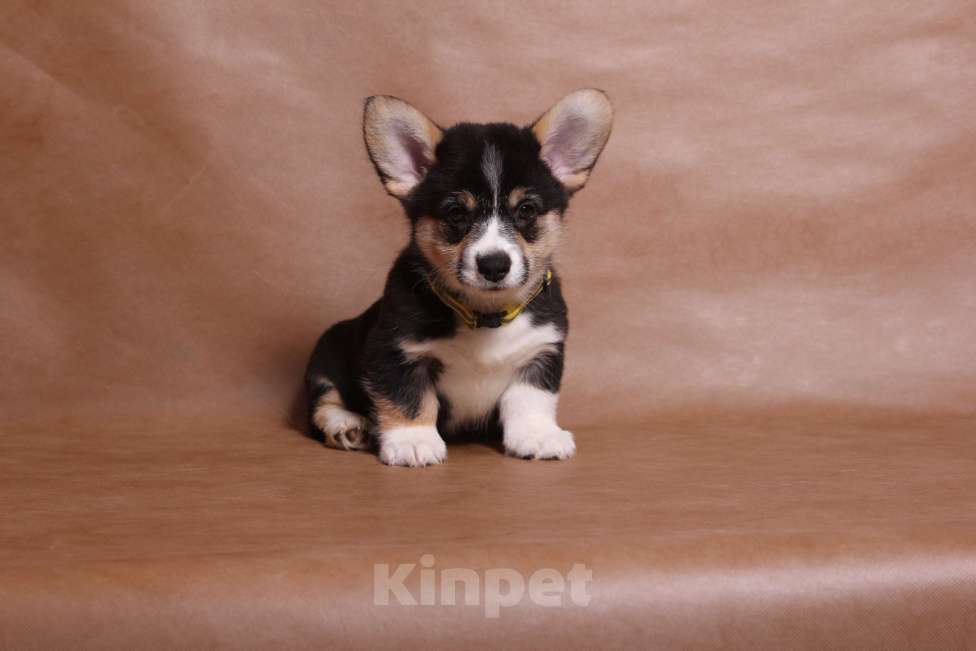 Собаки в Туле: Щенок Вельш-корги-пемброк Мальчик, 45 000 руб. - фото 2