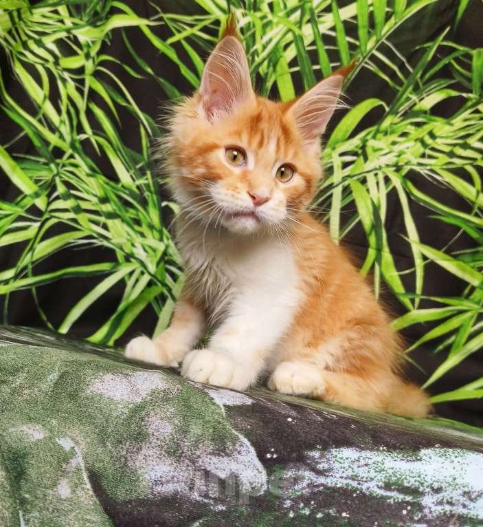 Кошки в Москве: Котёнок Мейн Кун Мальчик Мальчик, 65 000 руб. - фото 4