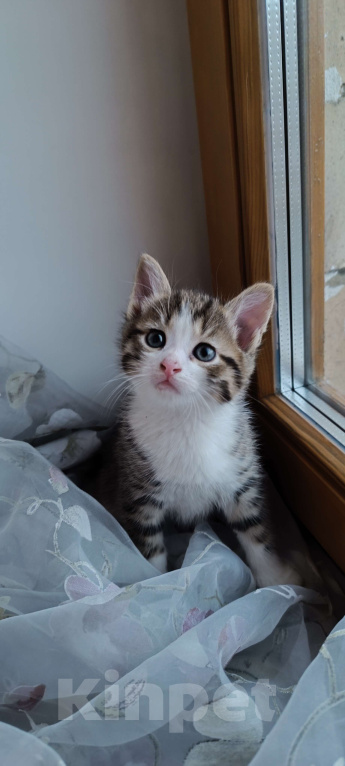 Кошки в Химках: Котик Мальчик, 1 500 руб. - фото 1