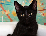 Кошки в Калуге: Черный Перчик. Классный котенок в добрые руки. Мальчик, Бесплатно - фото 4